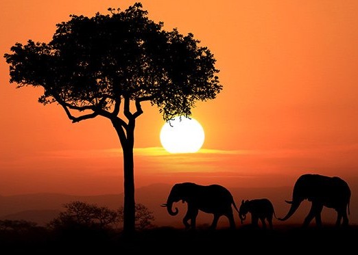 Elefanten vor einem orange-roten Sonnenuntergang in Südafrika